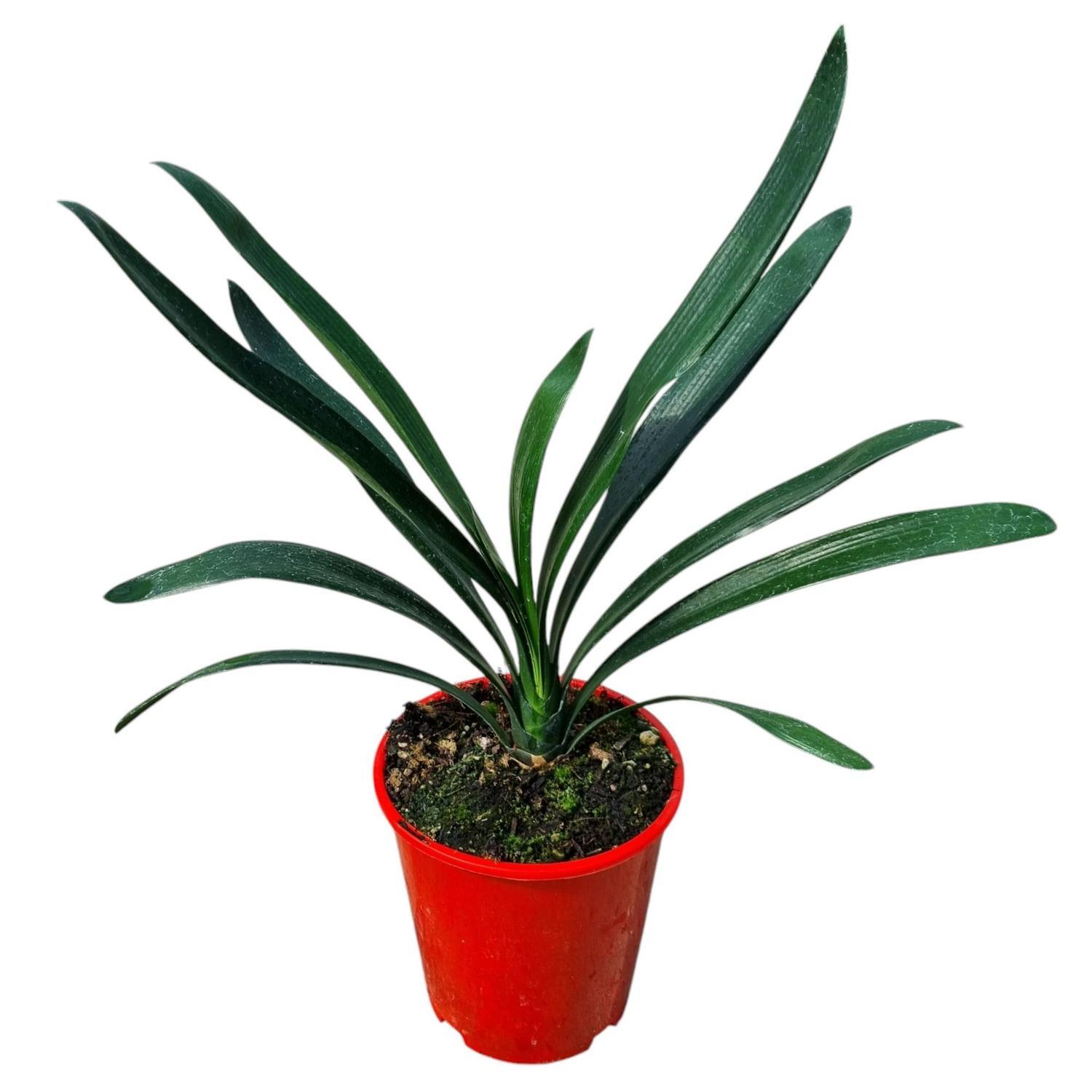 Clivia Grandiflora  3.3L