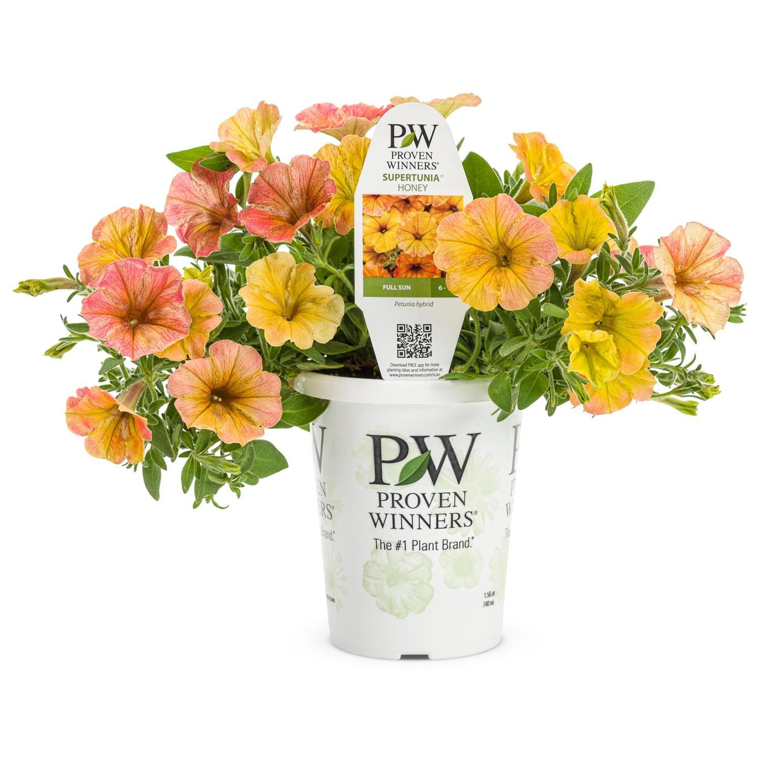Petunia Honey