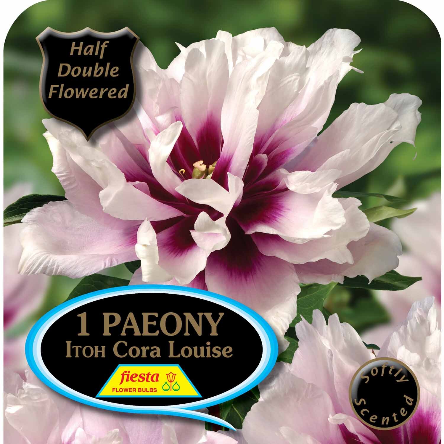 Paeony Itoh 'Cora Louise'