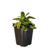 Sage Variegated