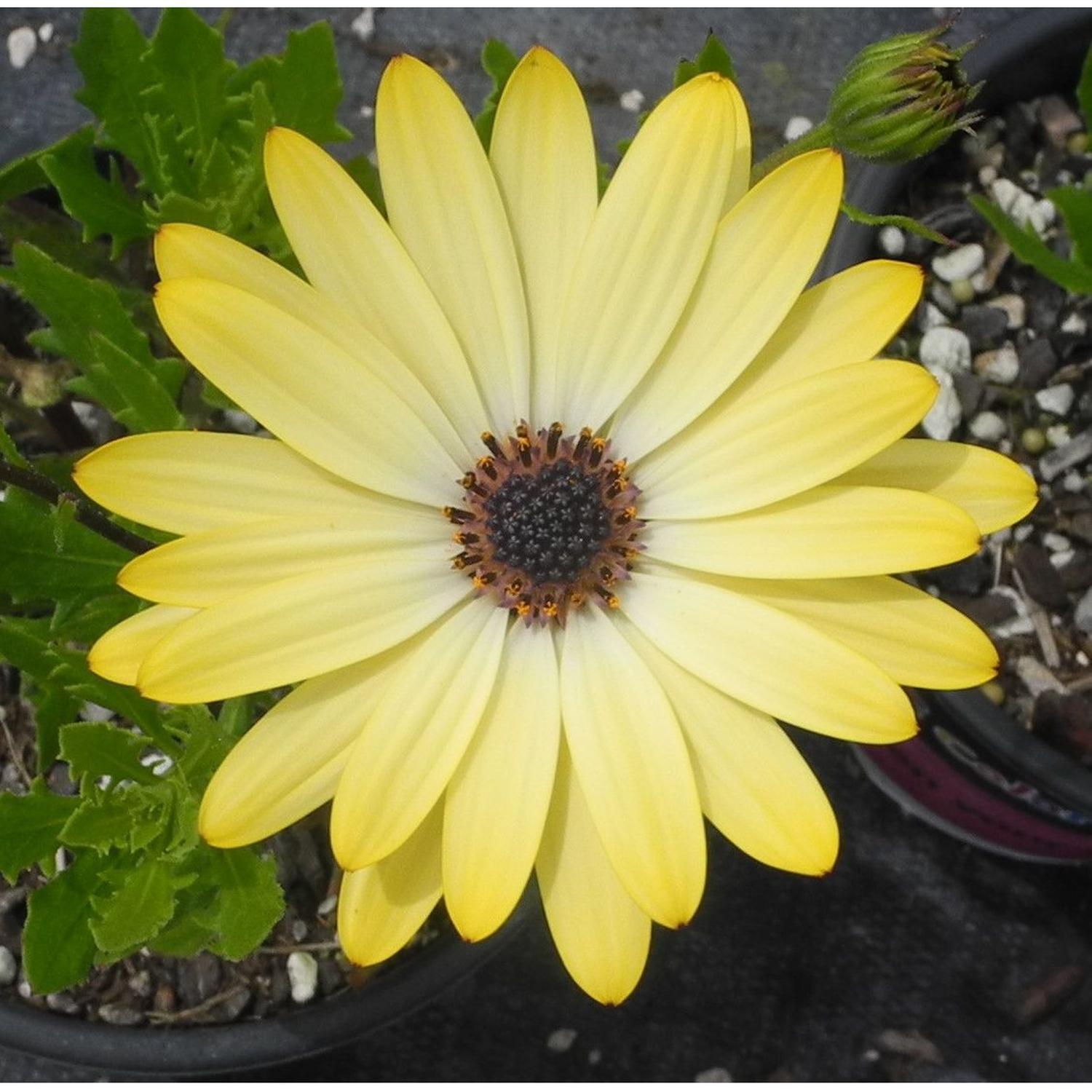 Osteospermum Buttermilk