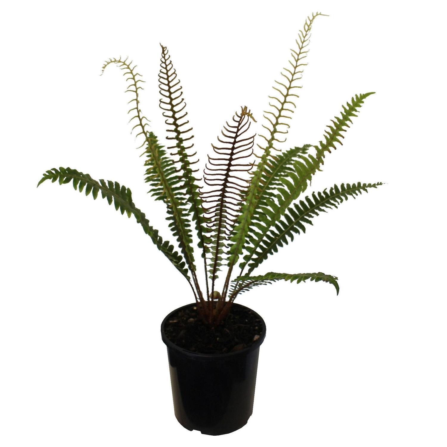 Blechnum Discolour