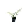 Asplenium Bulbiferum