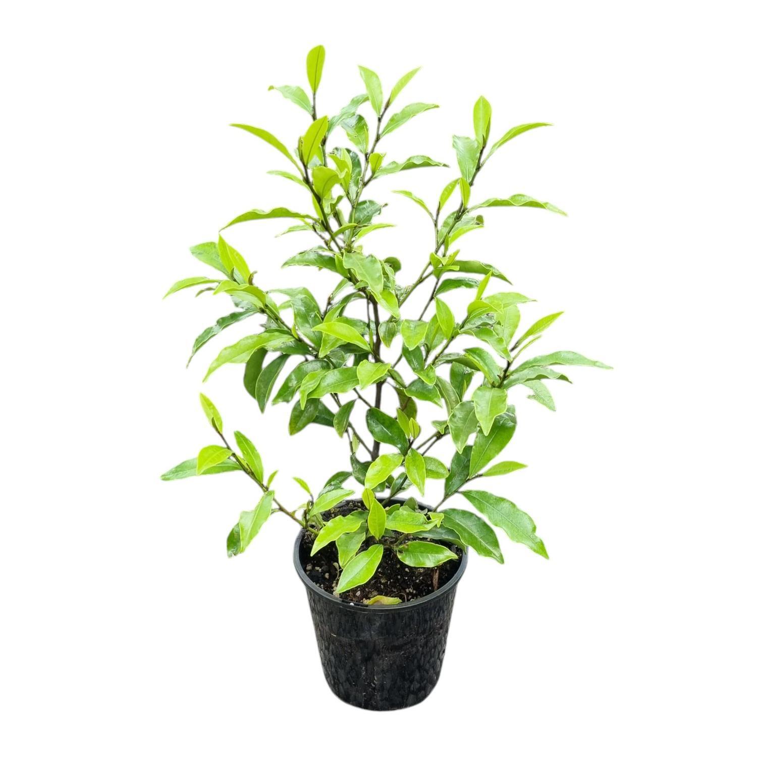 Michelia Figo 'Port Wine Magnolia' 3.3L