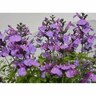 Salvia So Cool