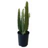Euphorbia Trigona 'African milk tree' 14cm