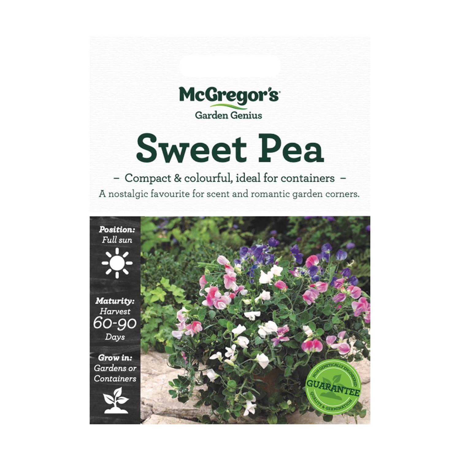 Sweet Pea Potted Flower Seed