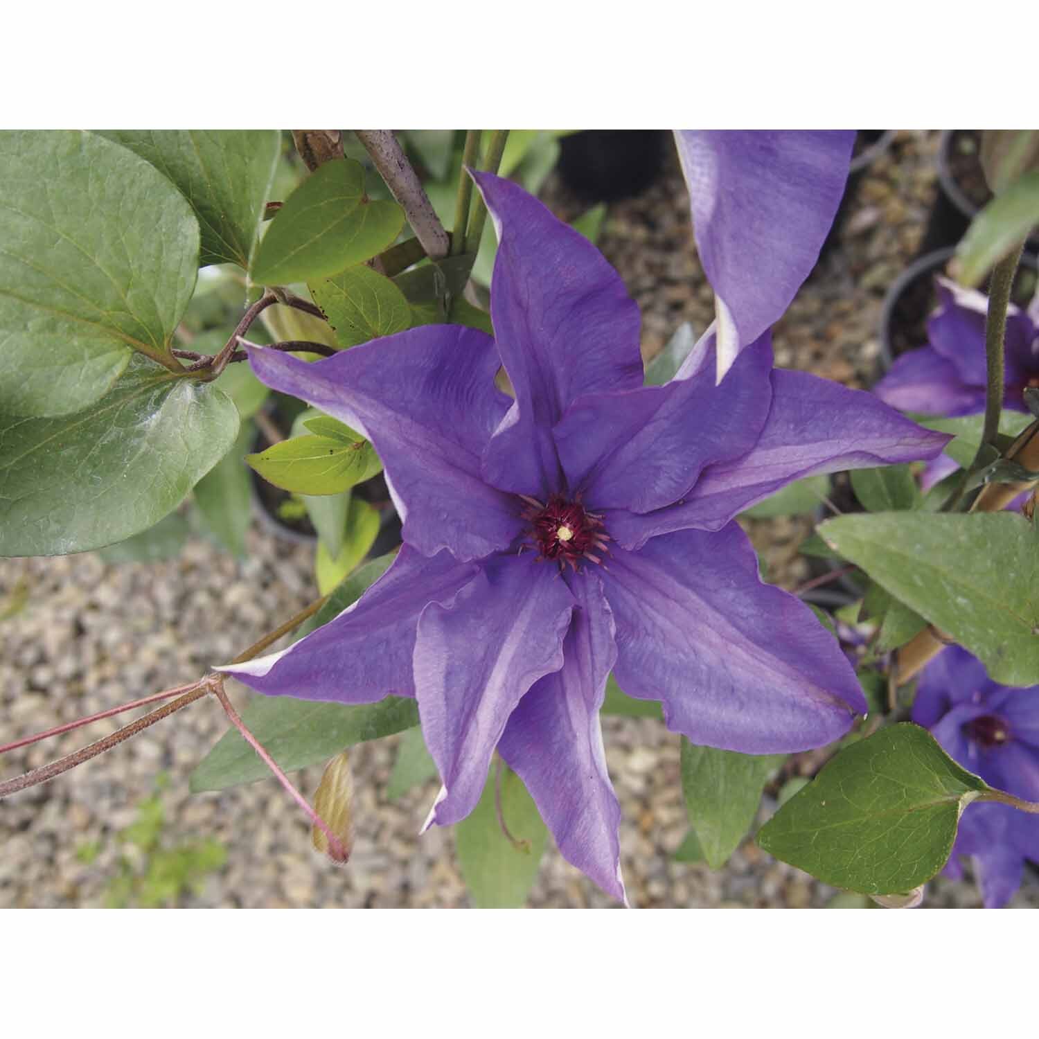 Clematis The President
