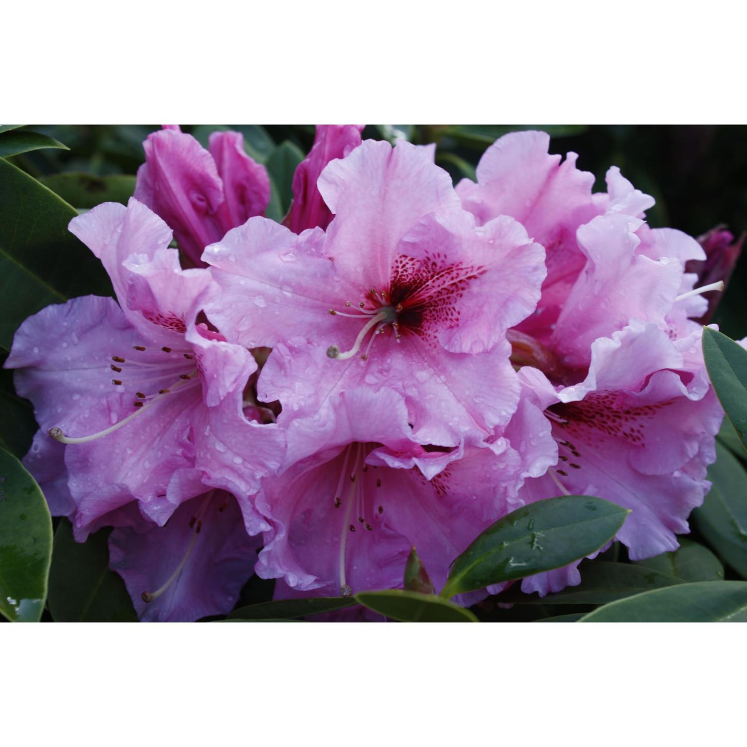 Rhododendron Norrie King