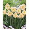Daffodil Corona Pink Sorbet 5 Pack