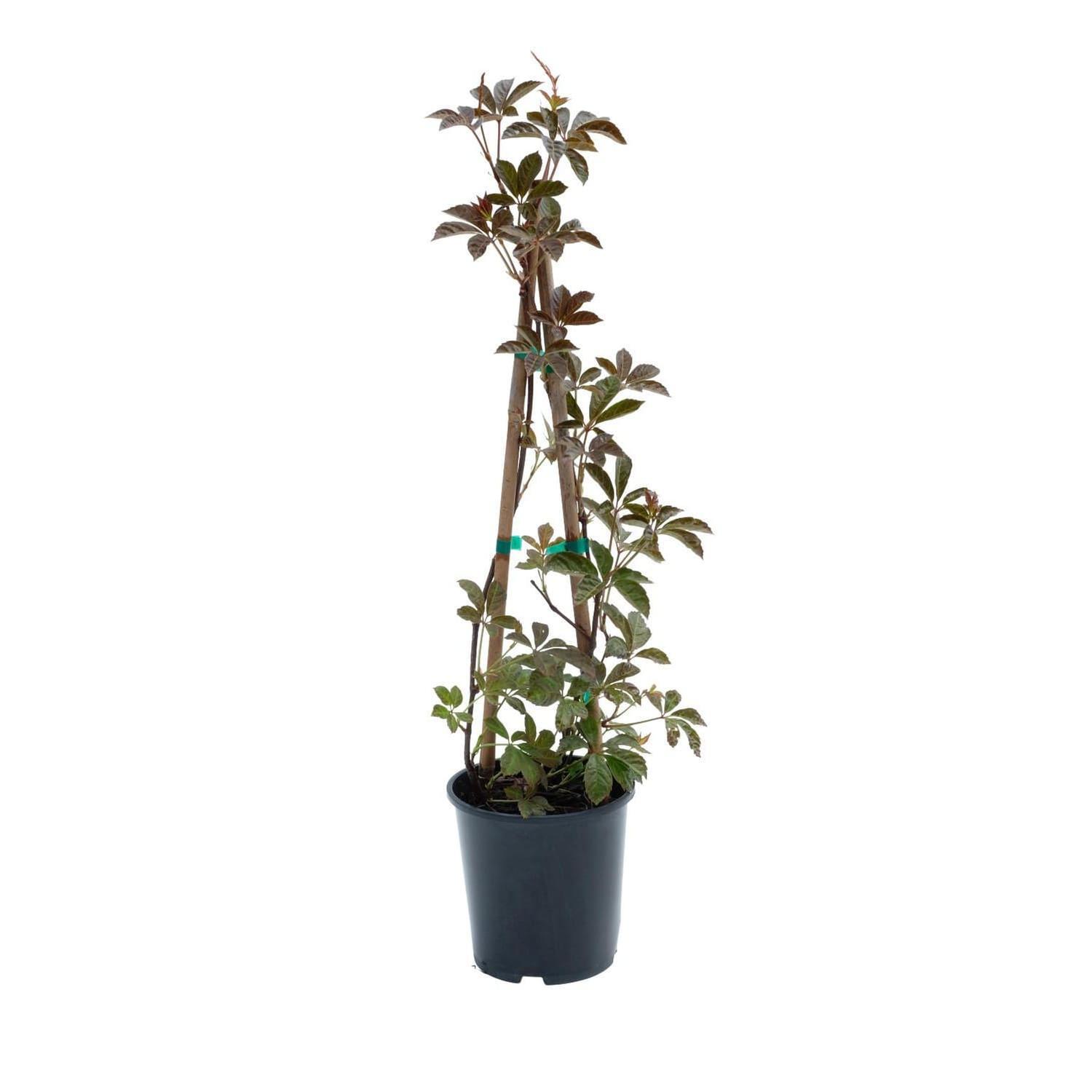 Parthenocissus henryana