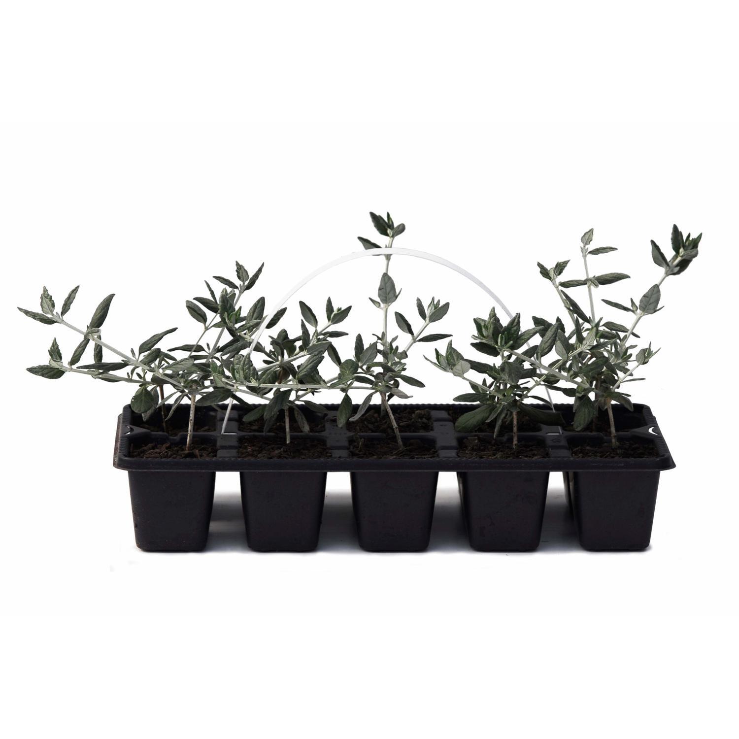 Teucrium Fruiticans