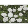Argyranthemum Purity