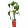 Tomato Heirloom Brandywine Pink
