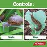 Slug & Snail Bait