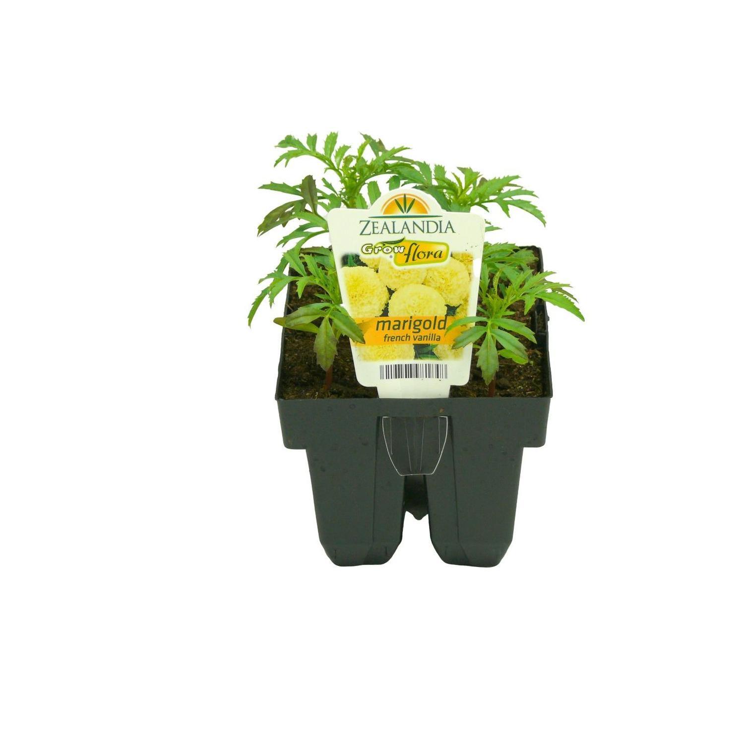 Marigold French Vanilla