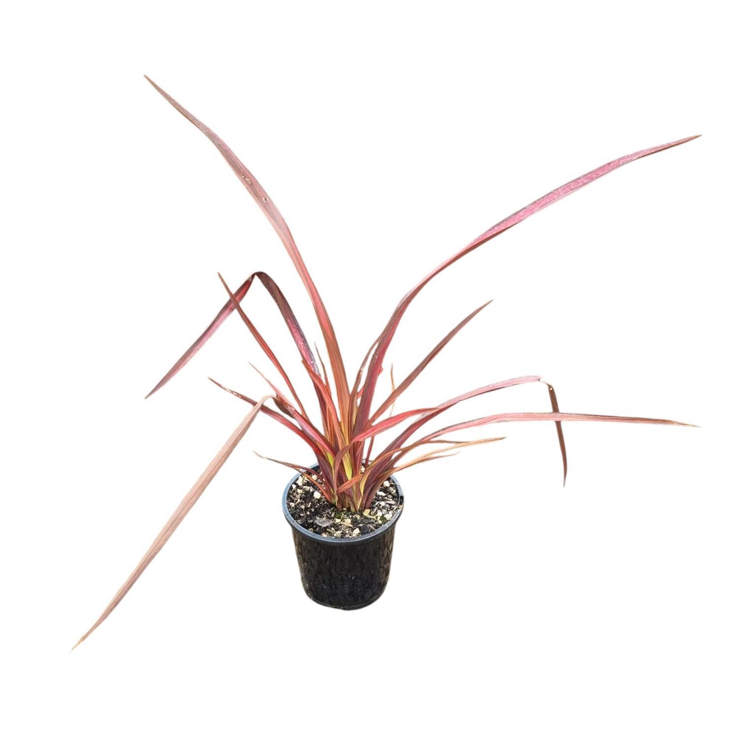 Phormium 'Flax' Rainbow Red 1.3L