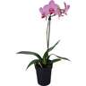 Moth Orchid with Single Stem