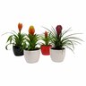 Bromeliad in Ceramic Pot