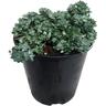 Sedum Silver Blob