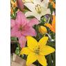 Lily La Hybrid Mix 5 Pack