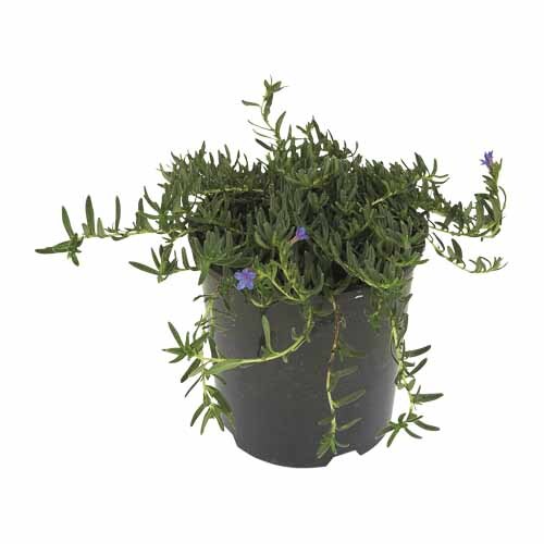 Lithodora Grace Ward
