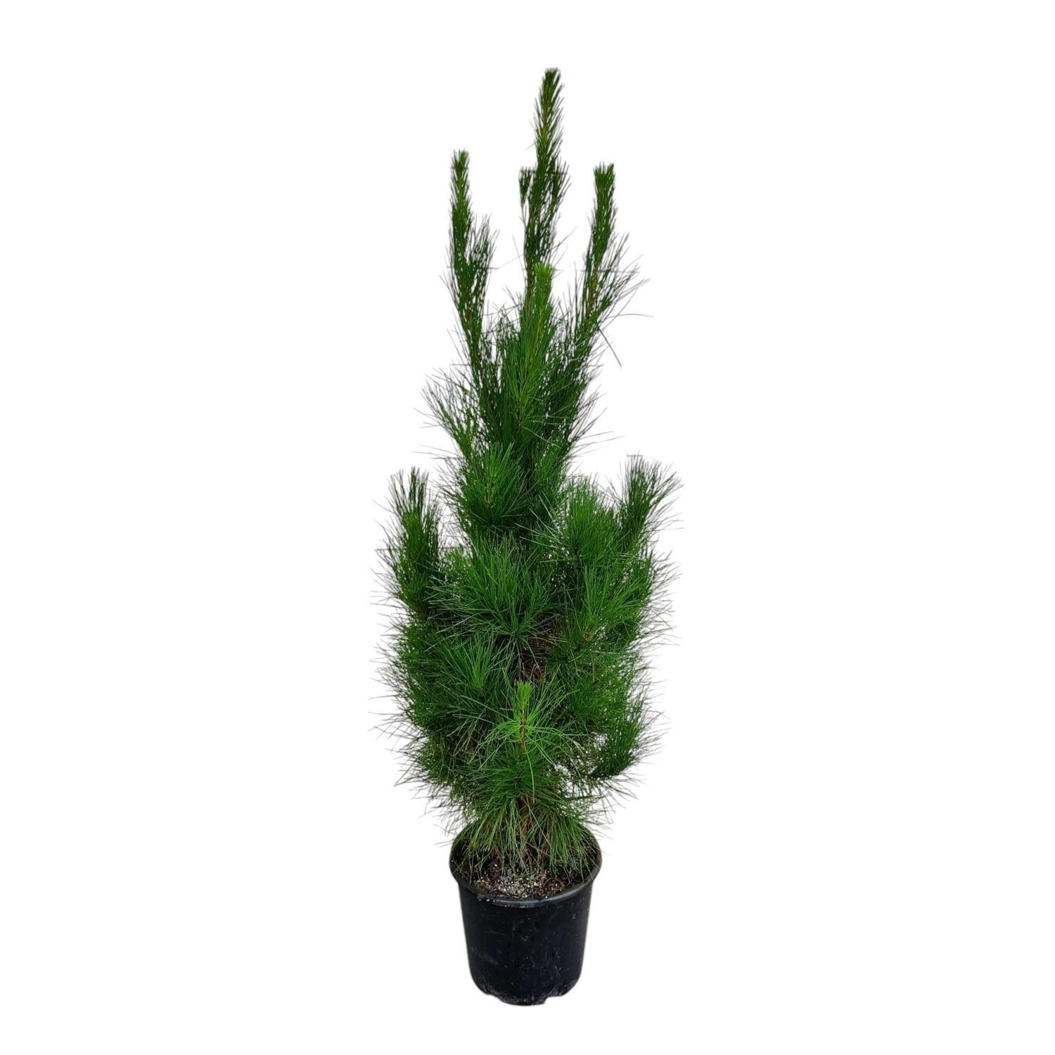 Pinus Radiata 'Pine Tree' 8.5L