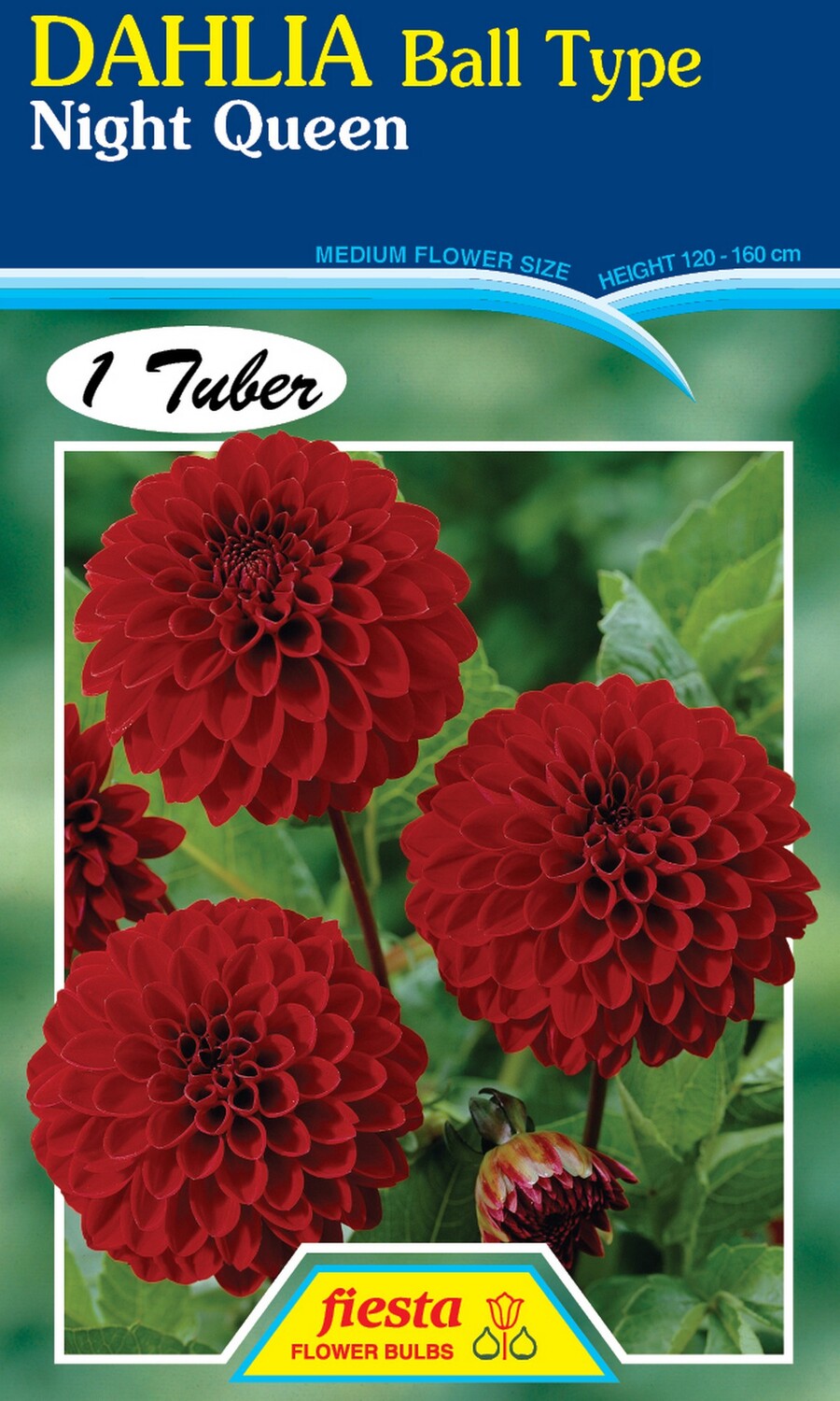 Dahlia Ball Night Queen 1 Pack