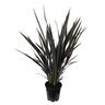 Phormium Black Rage