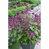Salvia Love and Wishes 1.5 litre Purple