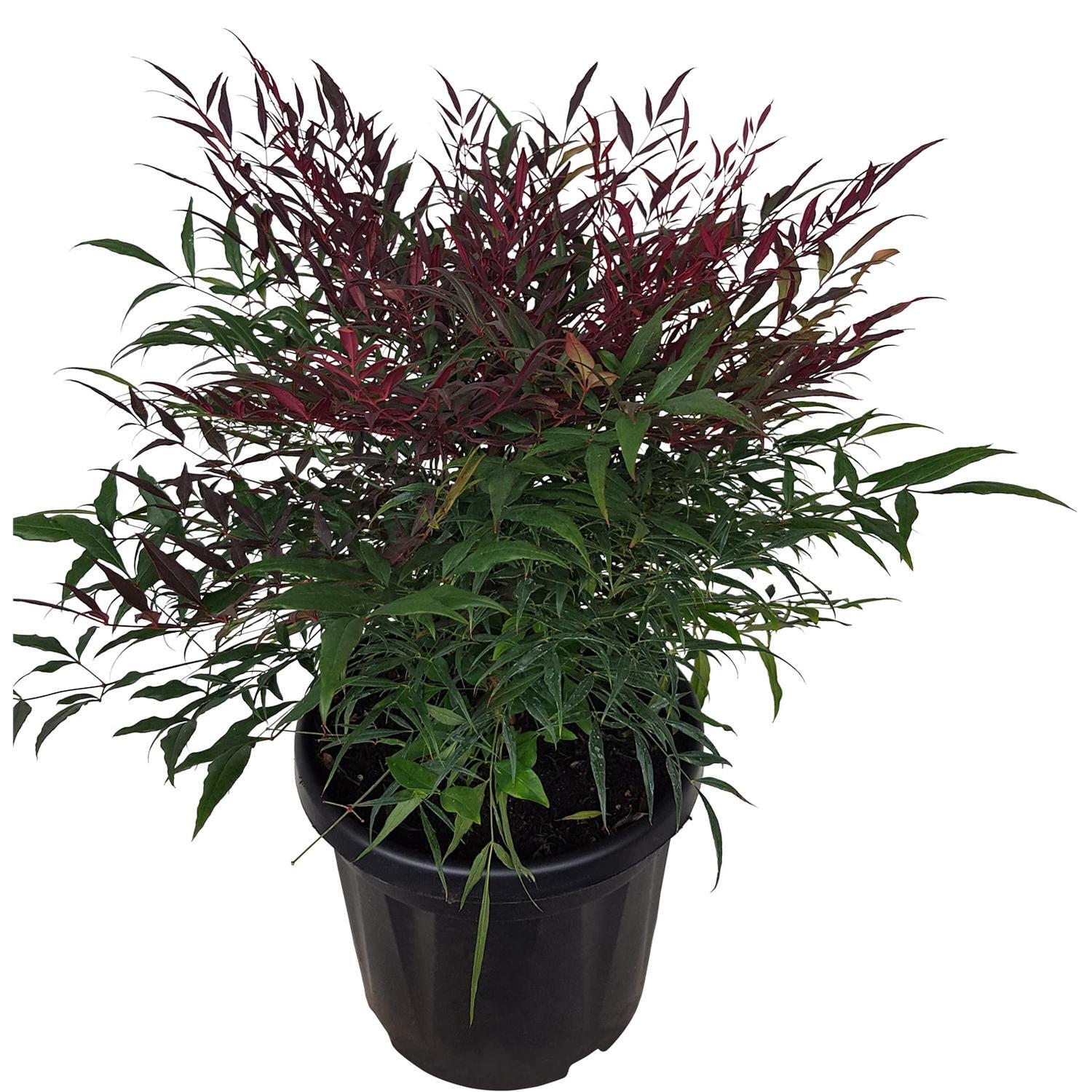 Nandina Little Flick