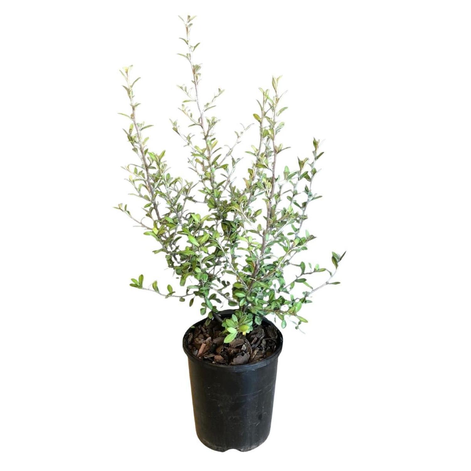 Corokia Geentys Ghost  1.5L  Grey,green
