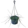 Rhipsalis Baccifera 17.5cm