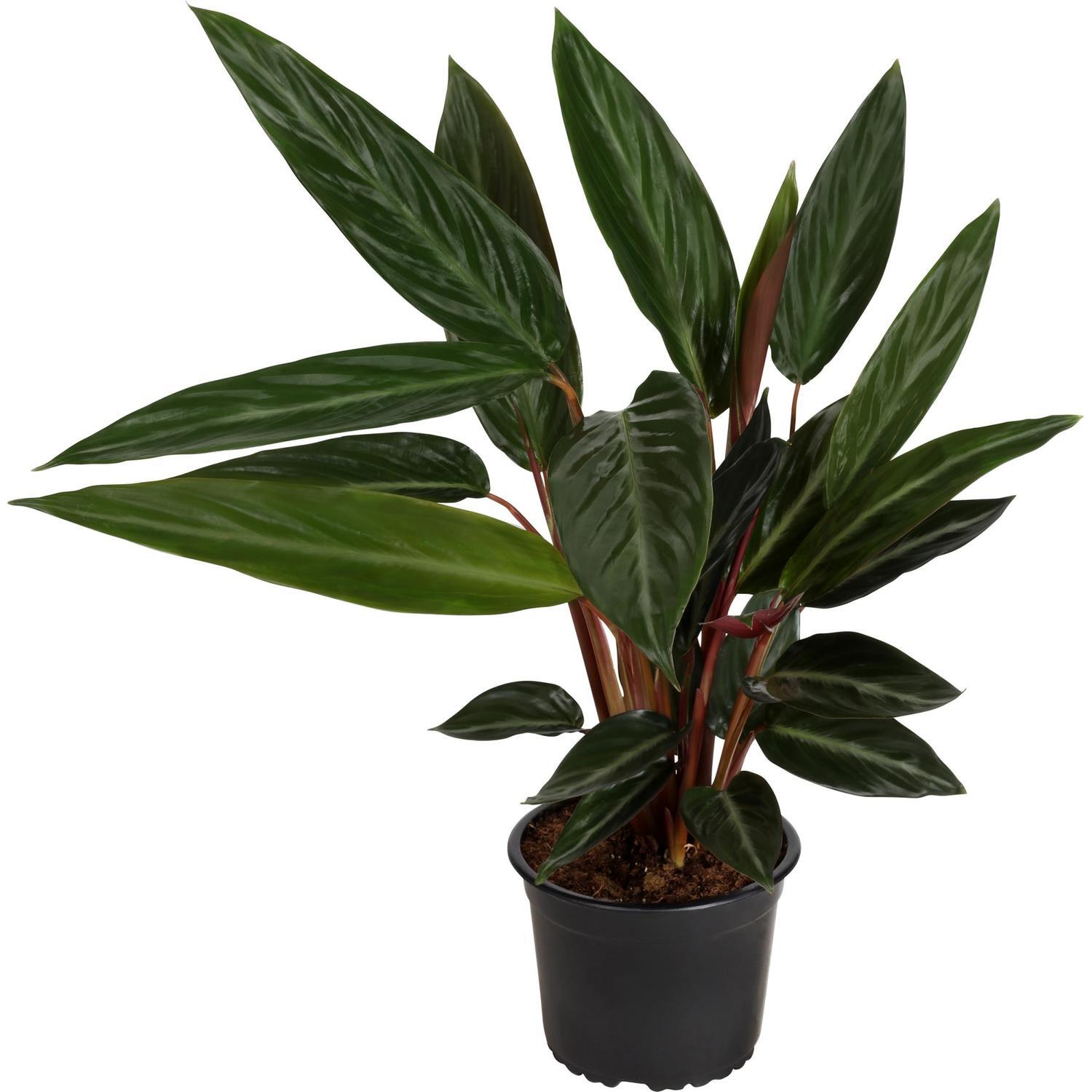Stromanthe Stripestar 23cm