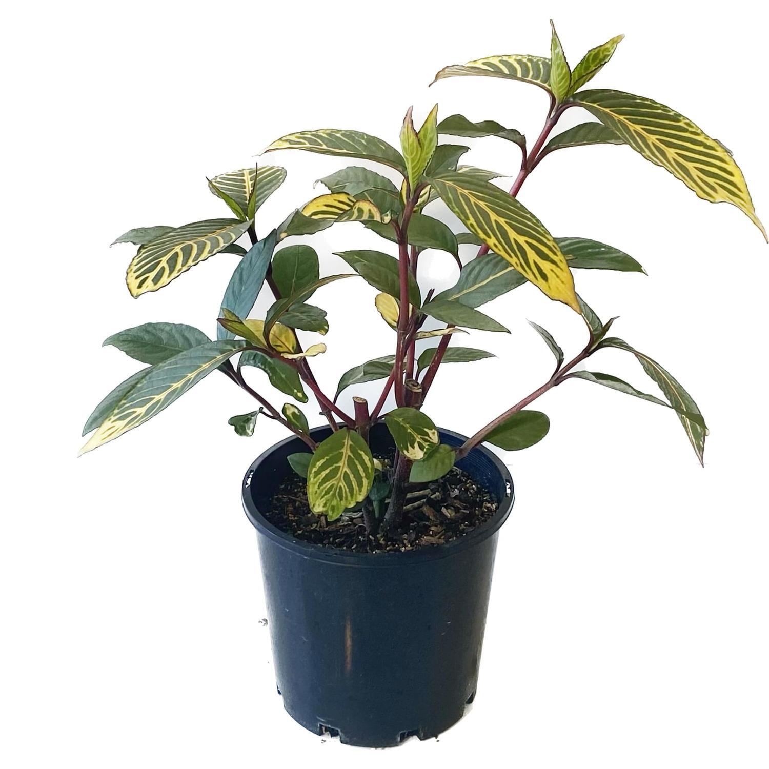 Sanchezia 20cm