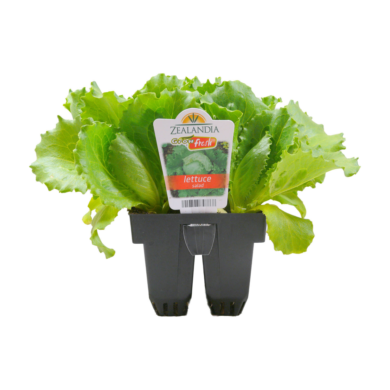 Lettuce Salad
