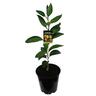 Mandarin Silverhill, Dwarf