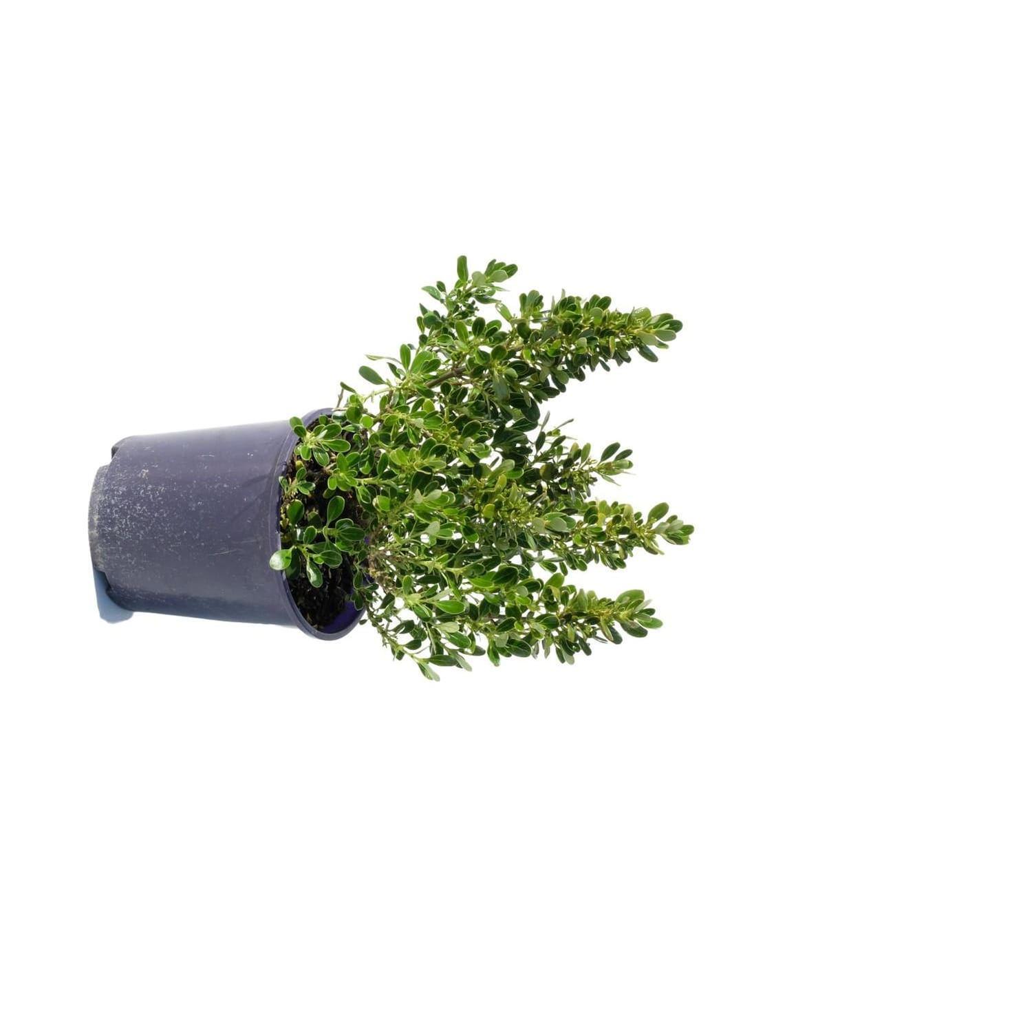 Coprosma Iti Green