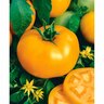 Tomato Golden Low Acid