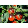 Tomato Indigo Fireball Premium