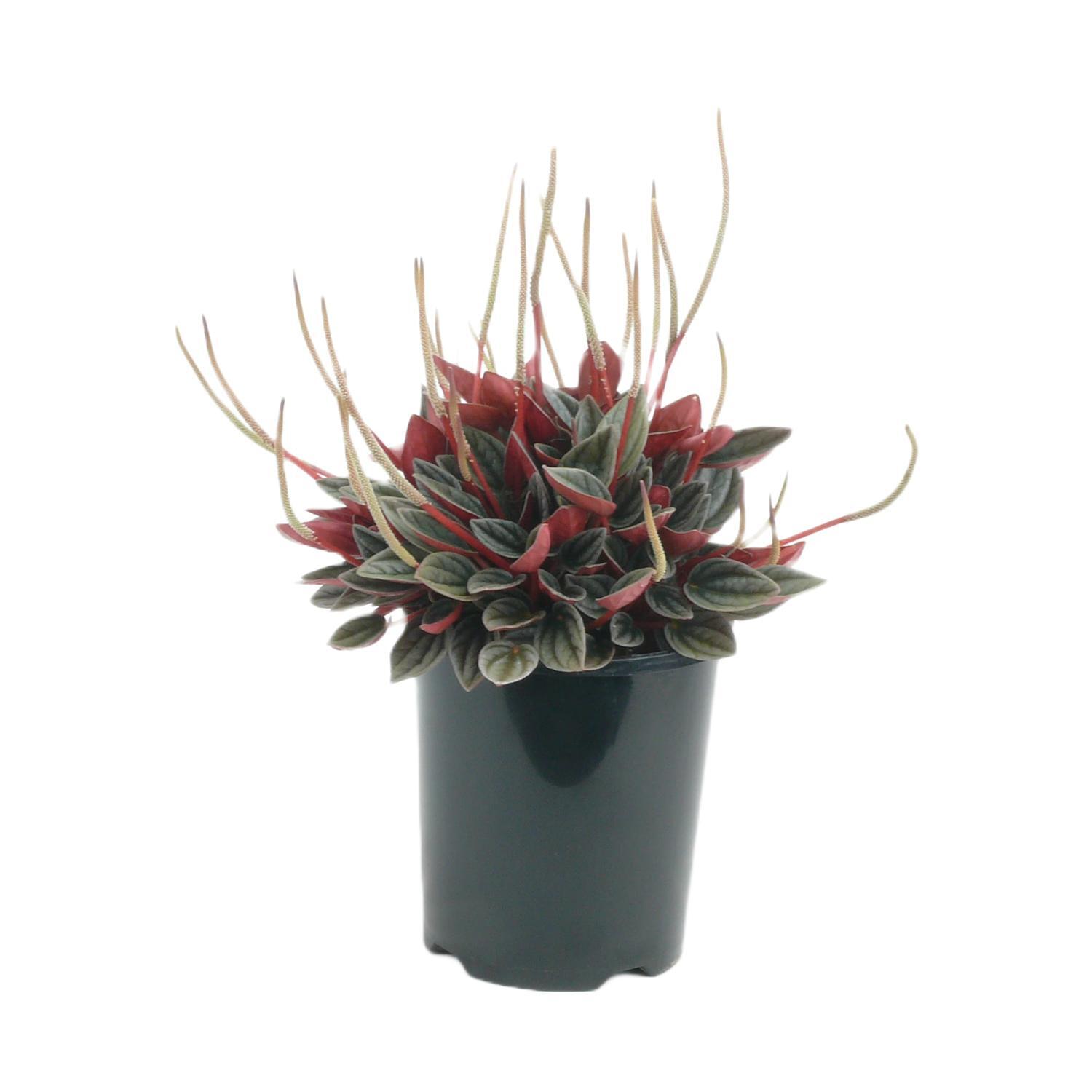 Peperomia Santorini