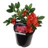 Azalea Autumn Embers