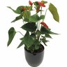 Anthurium in Geometric Ceramic Pot
