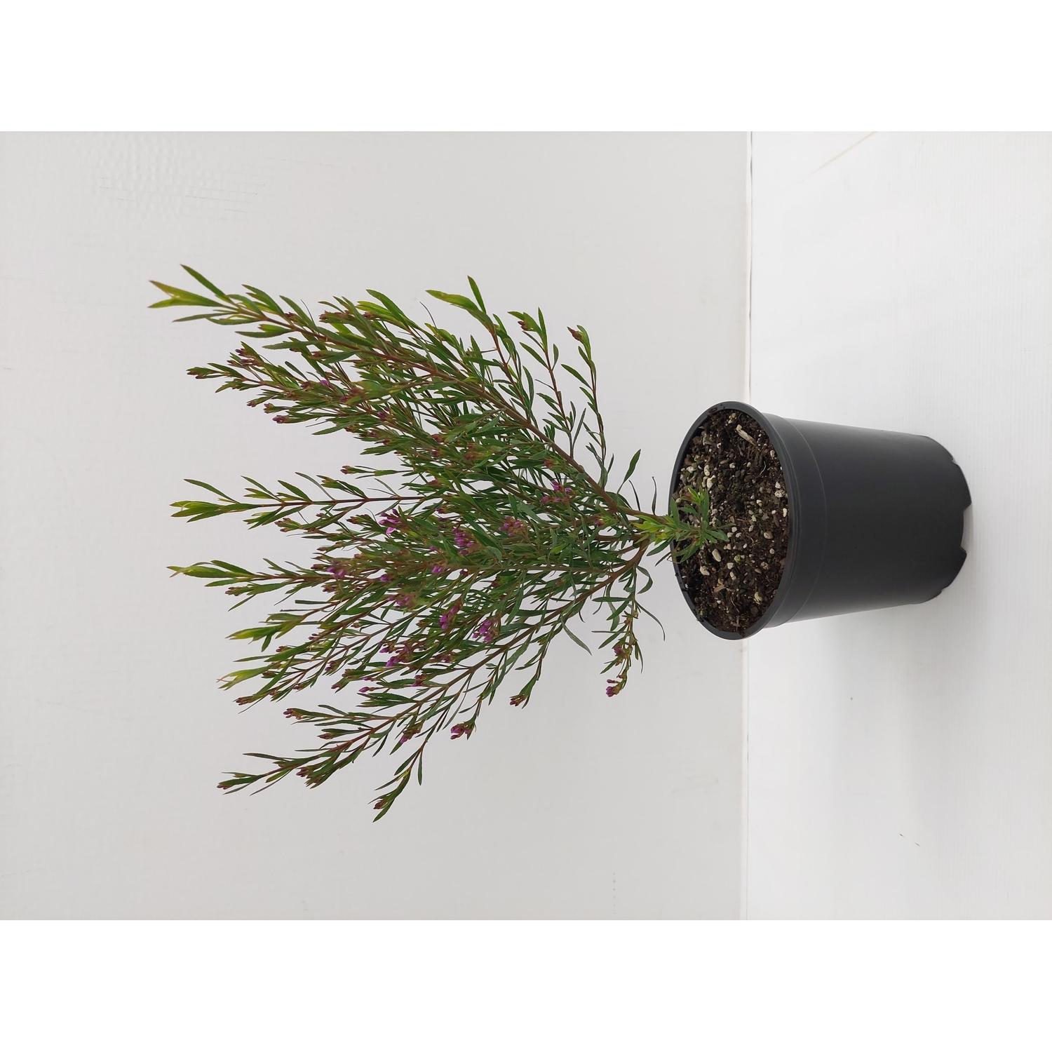 Boronia Denticulata