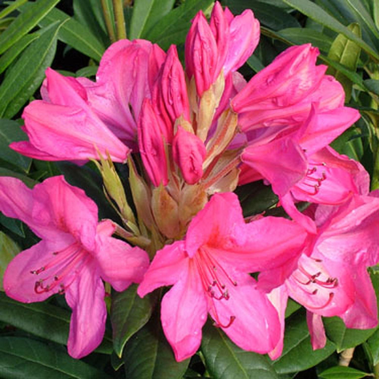 Rhododendron King's Cerise