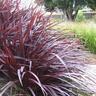 Cordyline Red Fountain