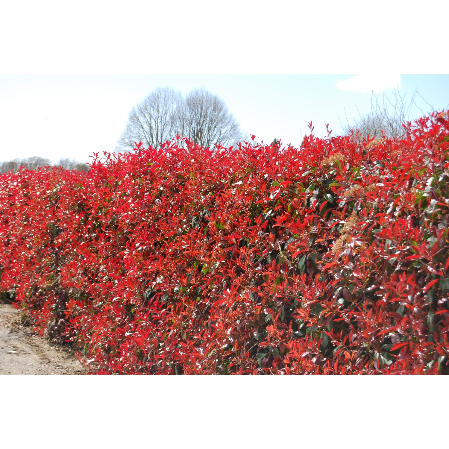 Photinia glabra 'Red Robin'
