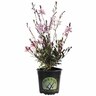Gaura Ballerina Blush 14cm Pink