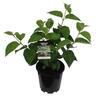 Viburnum p. Mariesii 3.3 litre