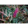 Grevillea Bronze Rambler